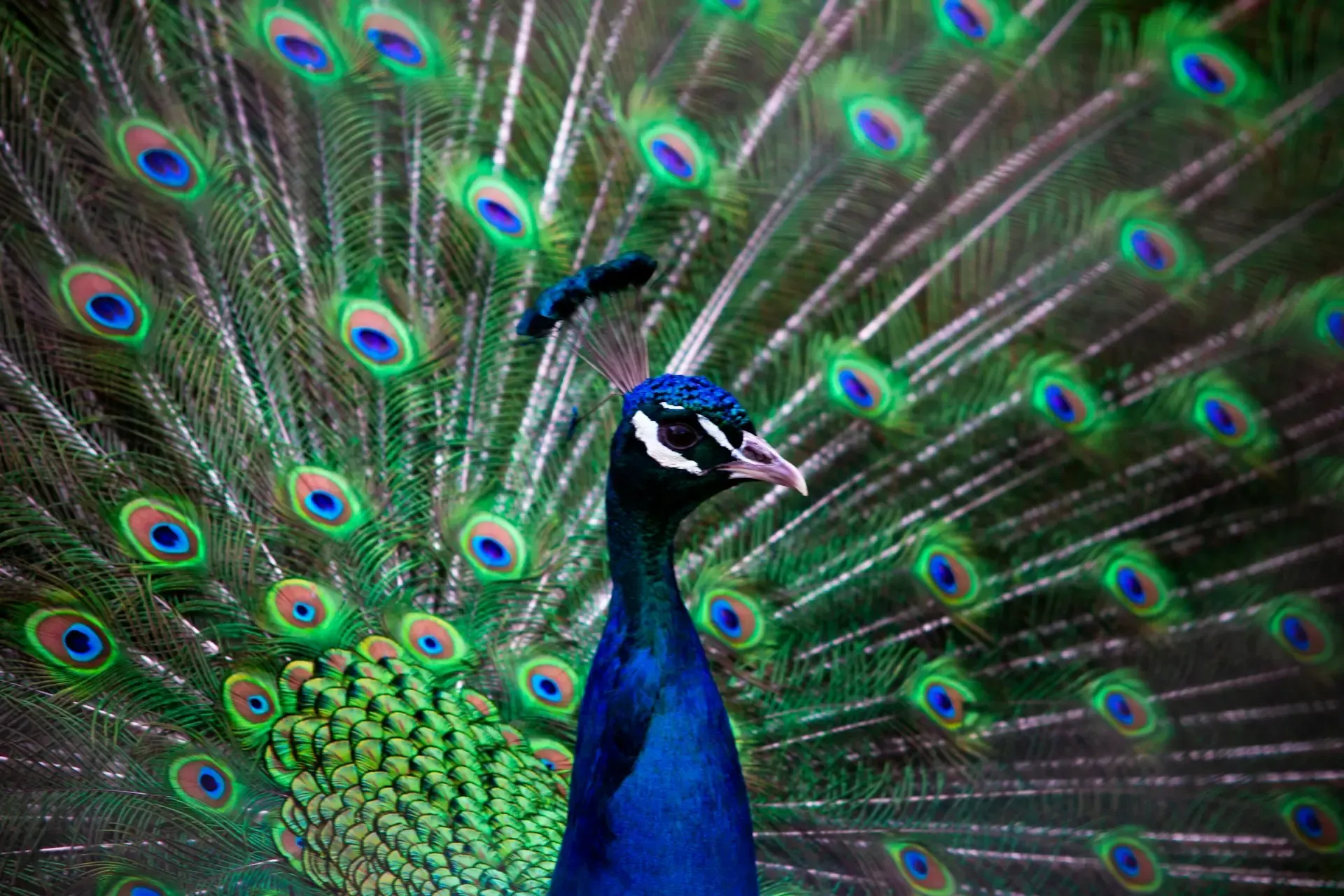 The Ultimate Wildlife Photography Guide